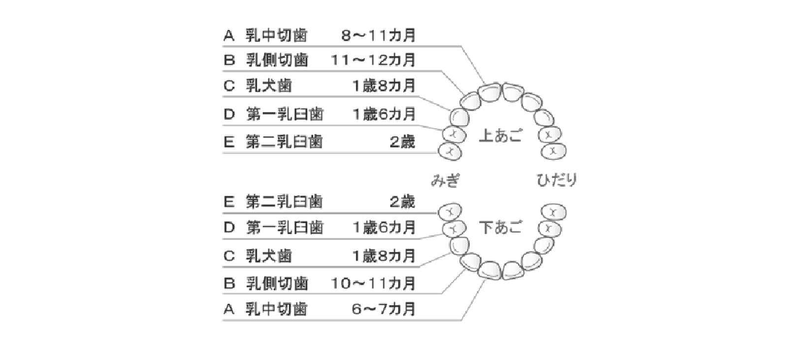 小児歯科